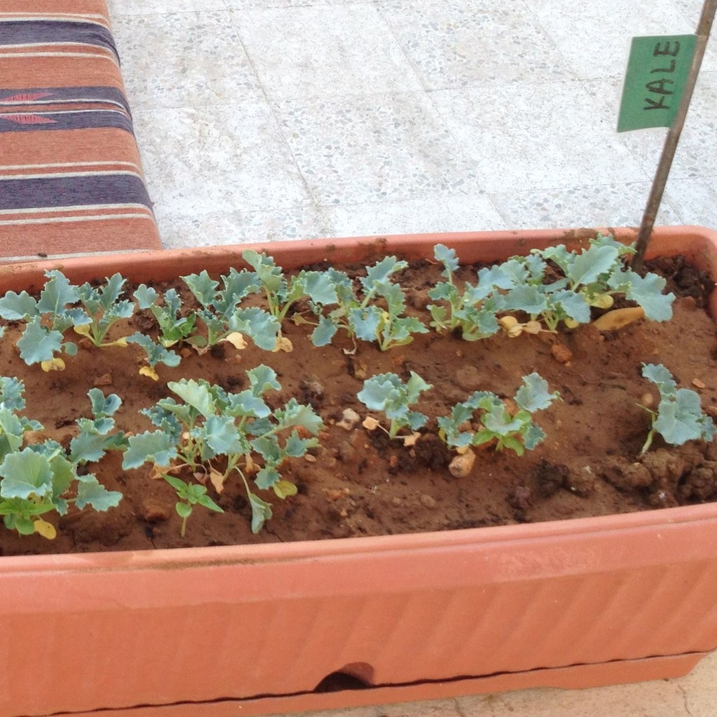 The Refugee, the Arrest & the Carrot Seed