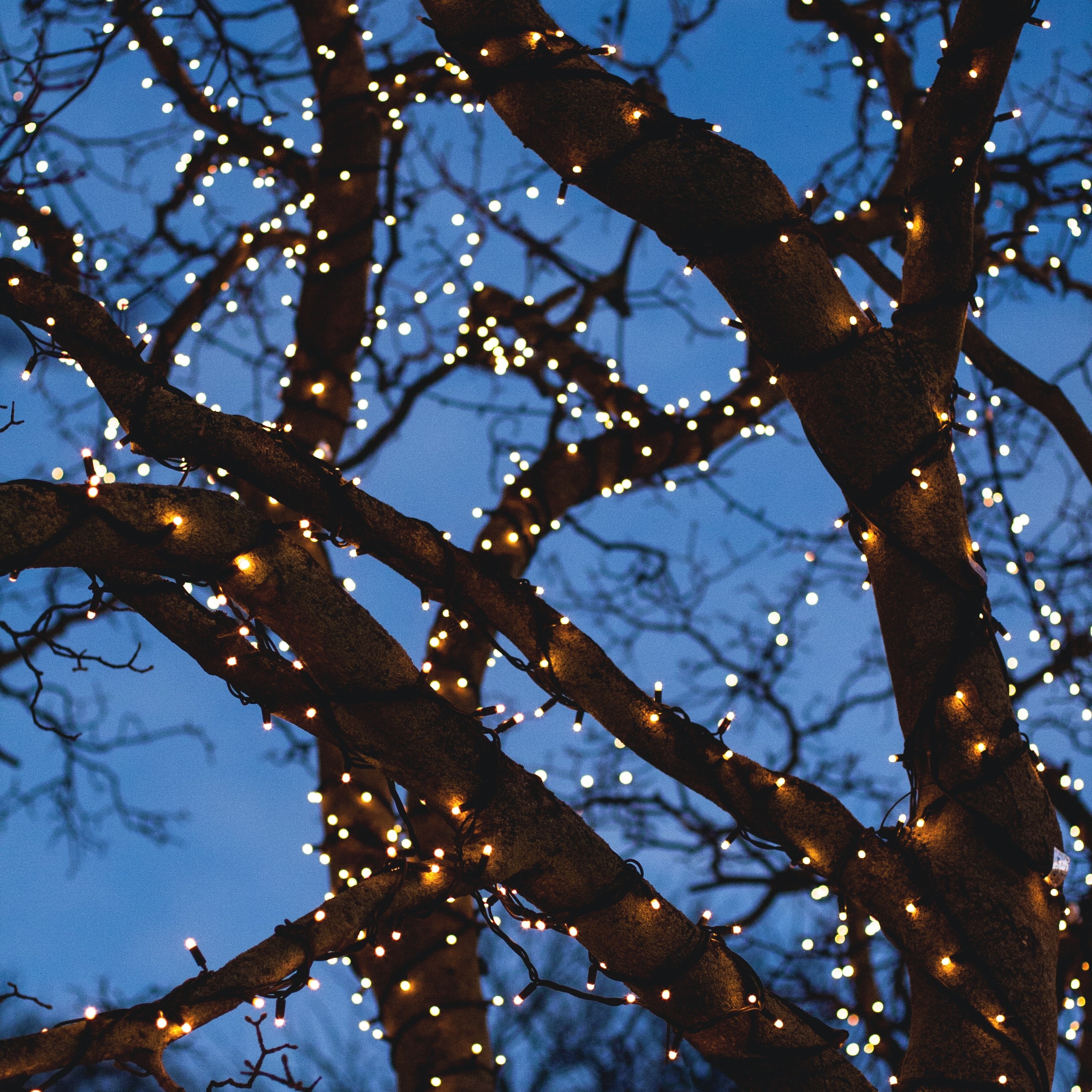 Silhouette of tree branches with holiday lights against a dark blue sky.