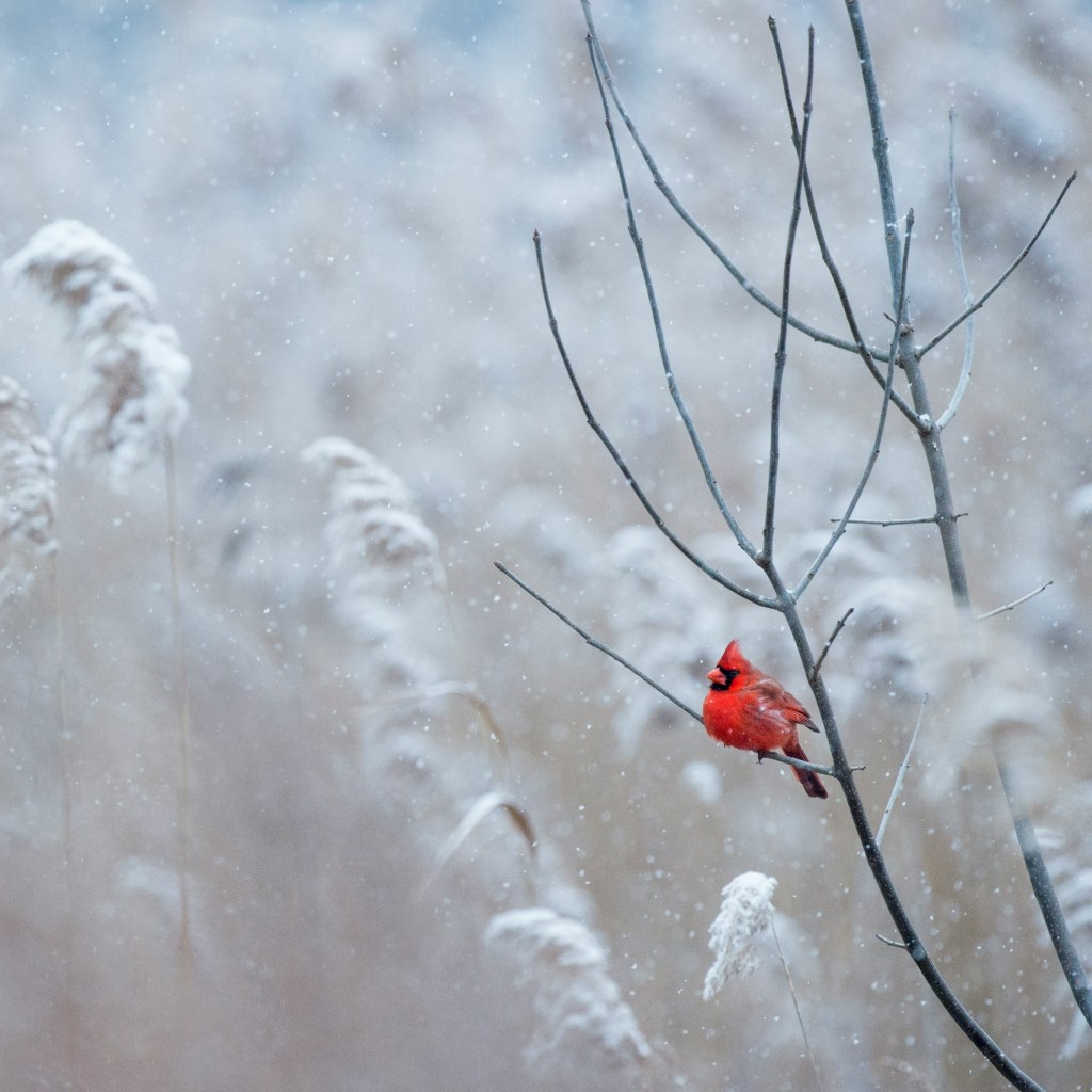 Inauguration Snow Day